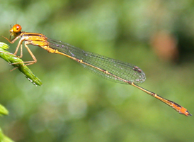 Orange Bluet